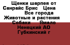 Щенки шарпея от Санрайс Брис › Цена ­ 30 000 - Все города Животные и растения » Собаки   . Ямало-Ненецкий АО,Губкинский г.